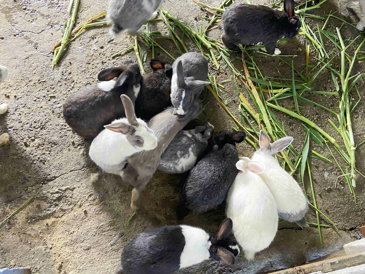 廣興農場 (60).jpg 廣興農場 (60).jpg