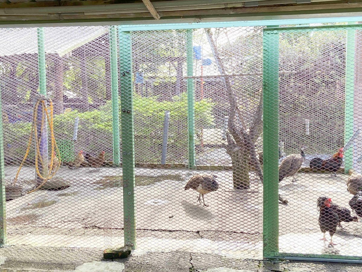 廣興農場 (93).jpg 廣興農場 (93).jpg