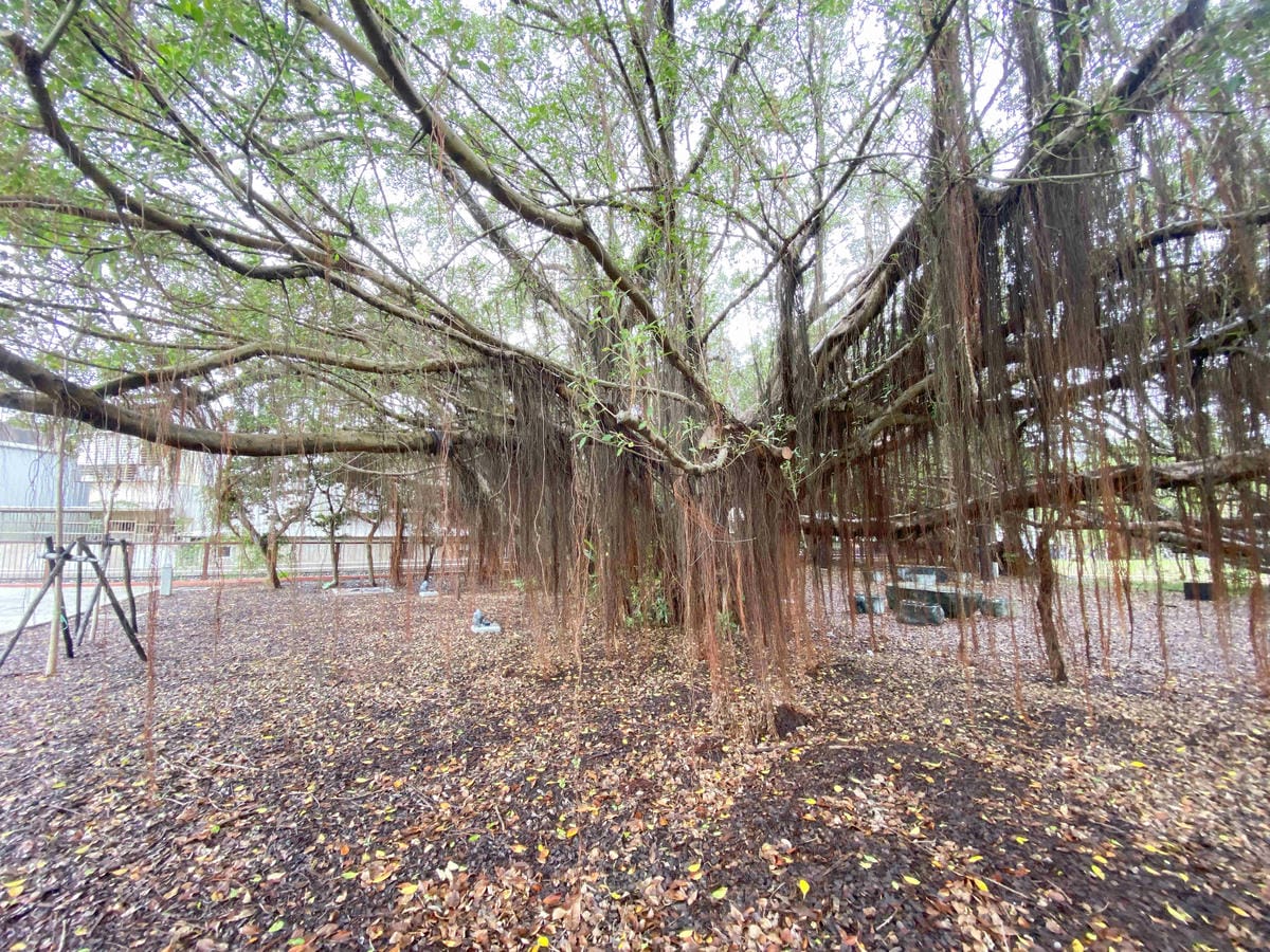 遇見幸福溫度.野柳.金山紅.富貴角燈塔 薯童謠 (14).jpg