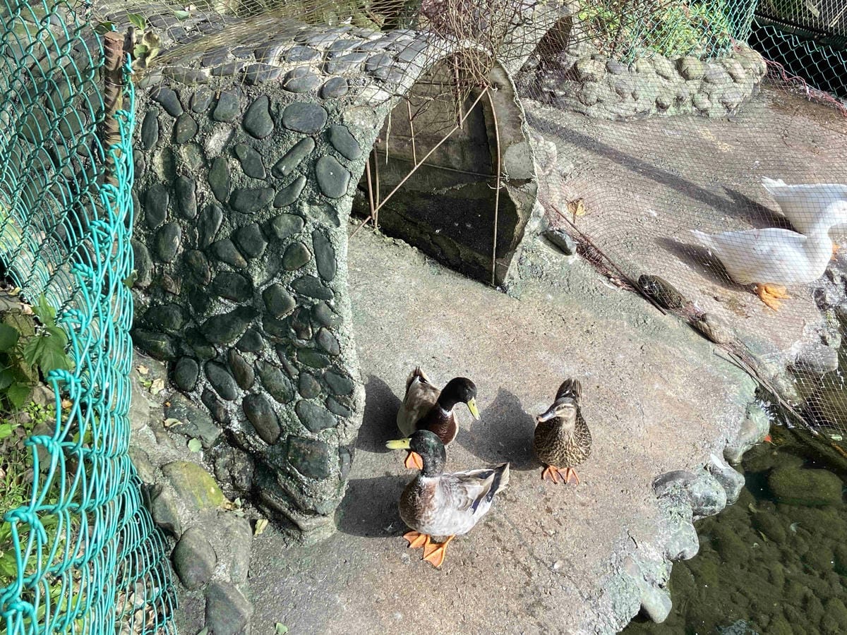 廣興農場 (77).jpg 廣興農場 (77).jpg