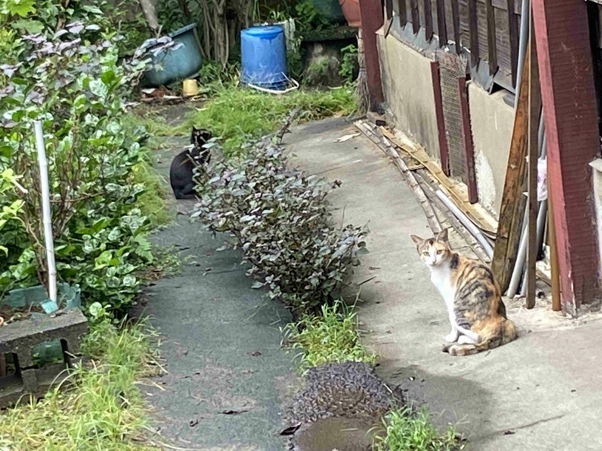 遇見幸福溫度.野柳.金山紅.富貴角燈塔 薯童謠 (20).jpg