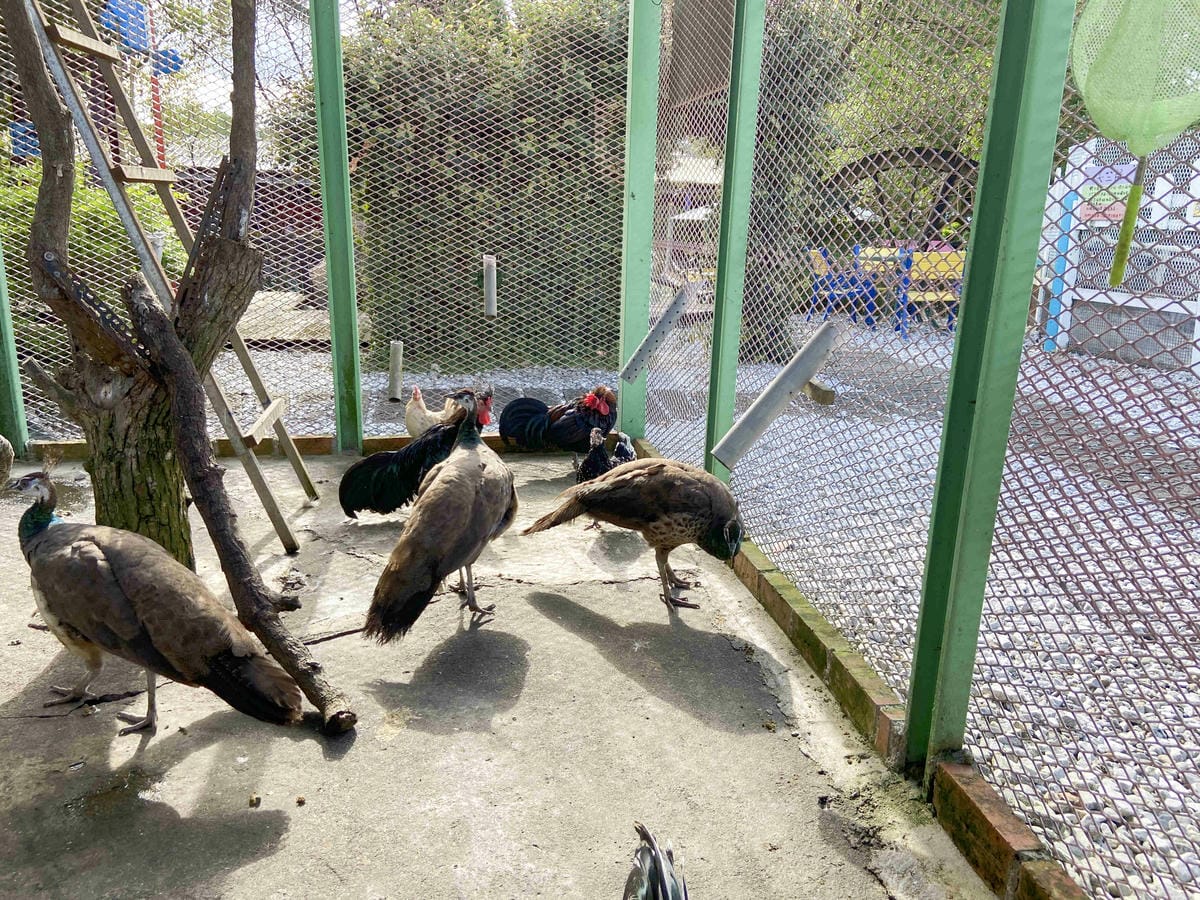 廣興農場 (92).jpg 廣興農場 (92).jpg