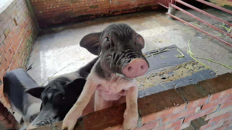 廣興農場 (2).jpg 廣興農場 (2).jpg