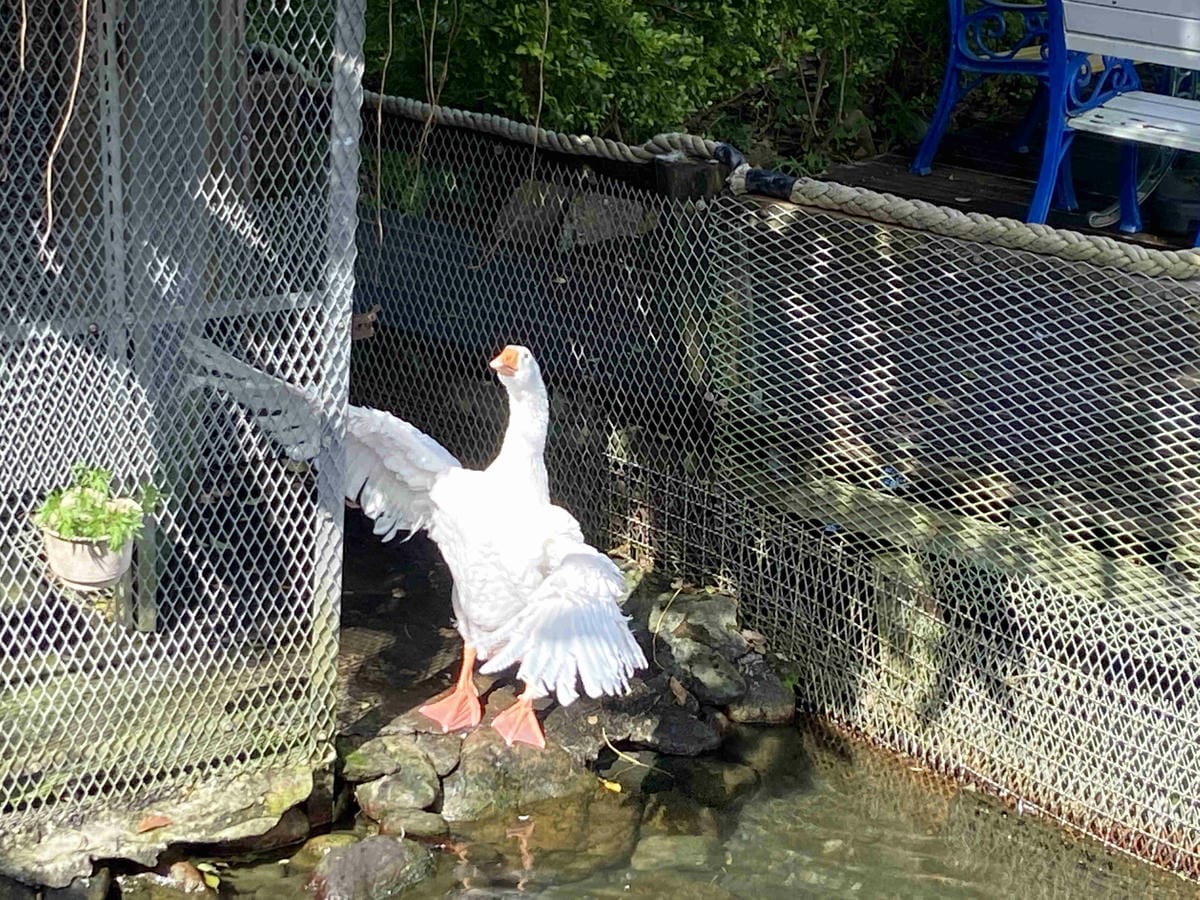 廣興農場 (37).jpg 廣興農場 (37).jpg