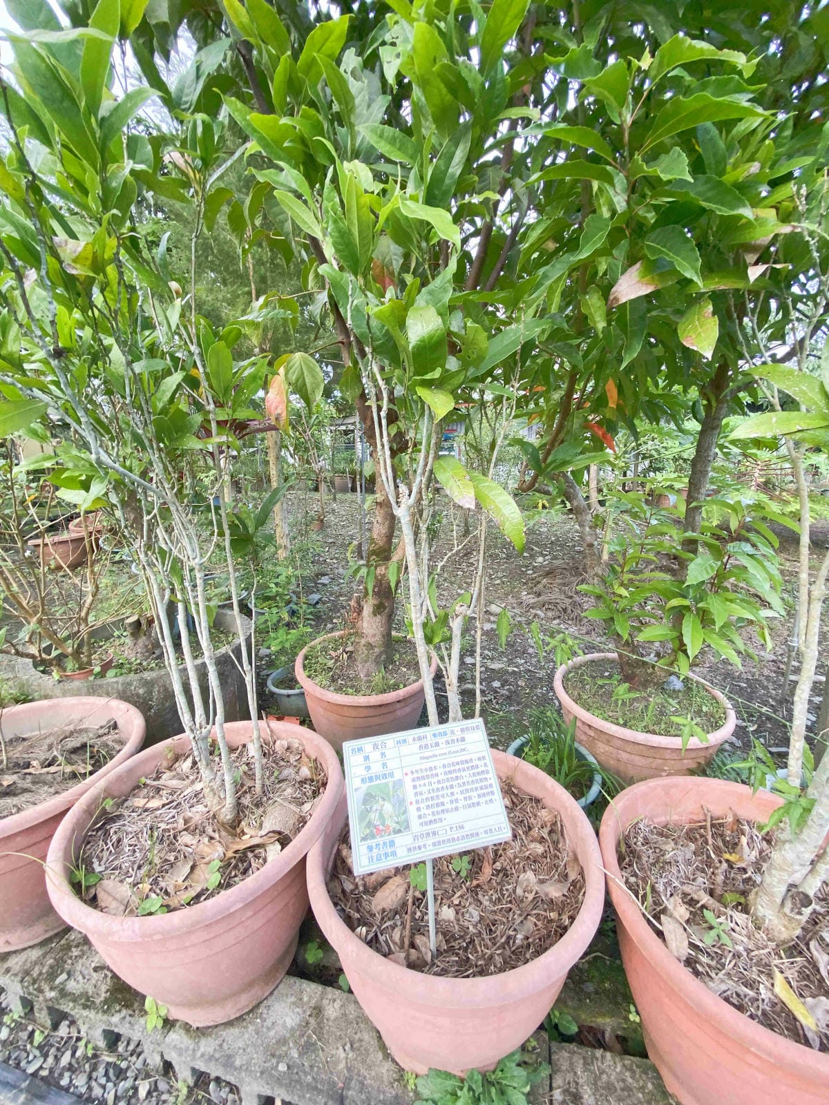 大安藥園 (26).jpg 大安藥園 (26).jpg