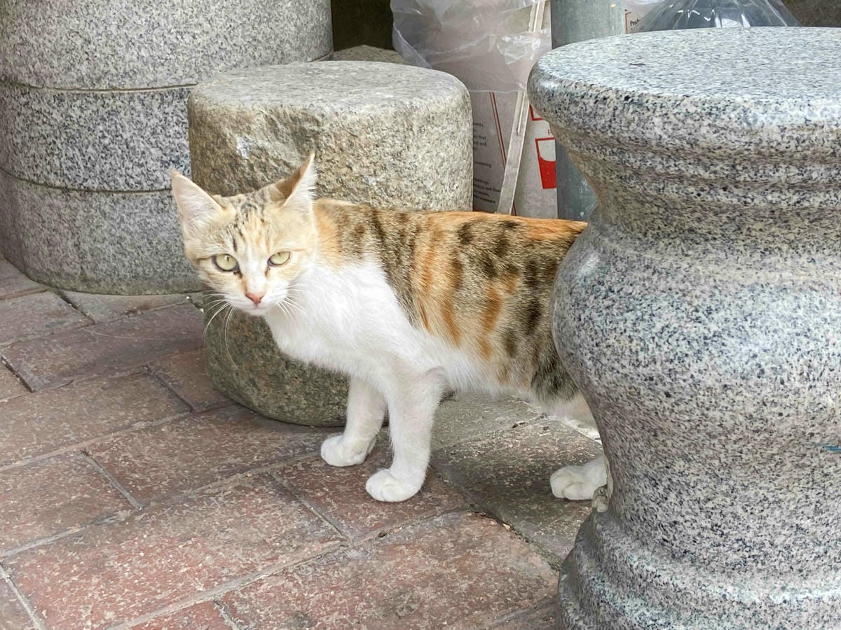 花漾年華 (6).jpg 花漾年華 (6).jpg