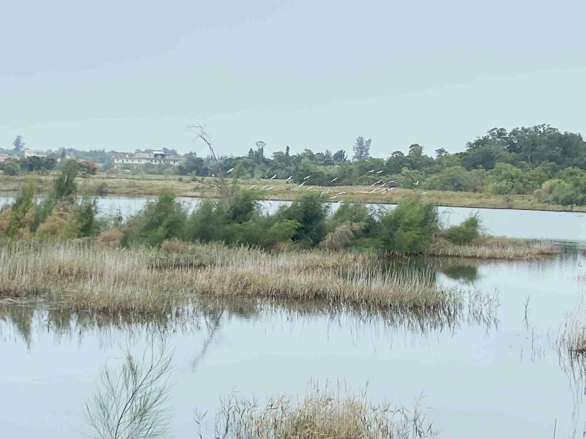 興高采烈嶼你相芋 (87).jpg 興高采烈嶼你相芋 (87).jpg