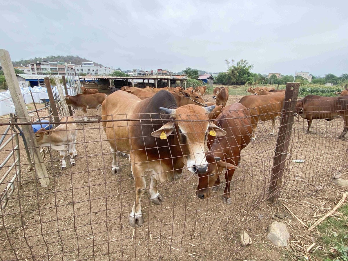 興高采烈嶼你相芋 (145).jpg 興高采烈嶼你相芋 (145).jpg