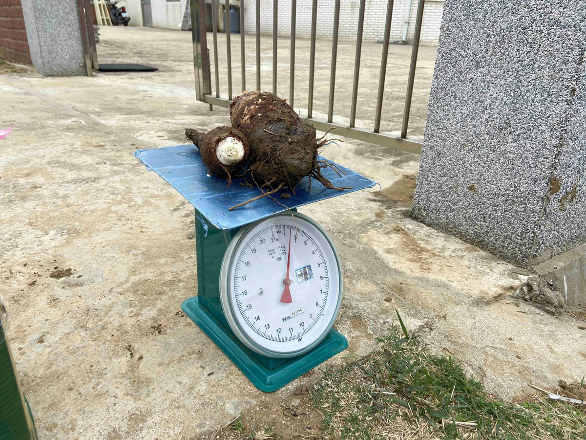 興高采烈嶼你相芋 (63).jpg 興高采烈嶼你相芋 (63).jpg