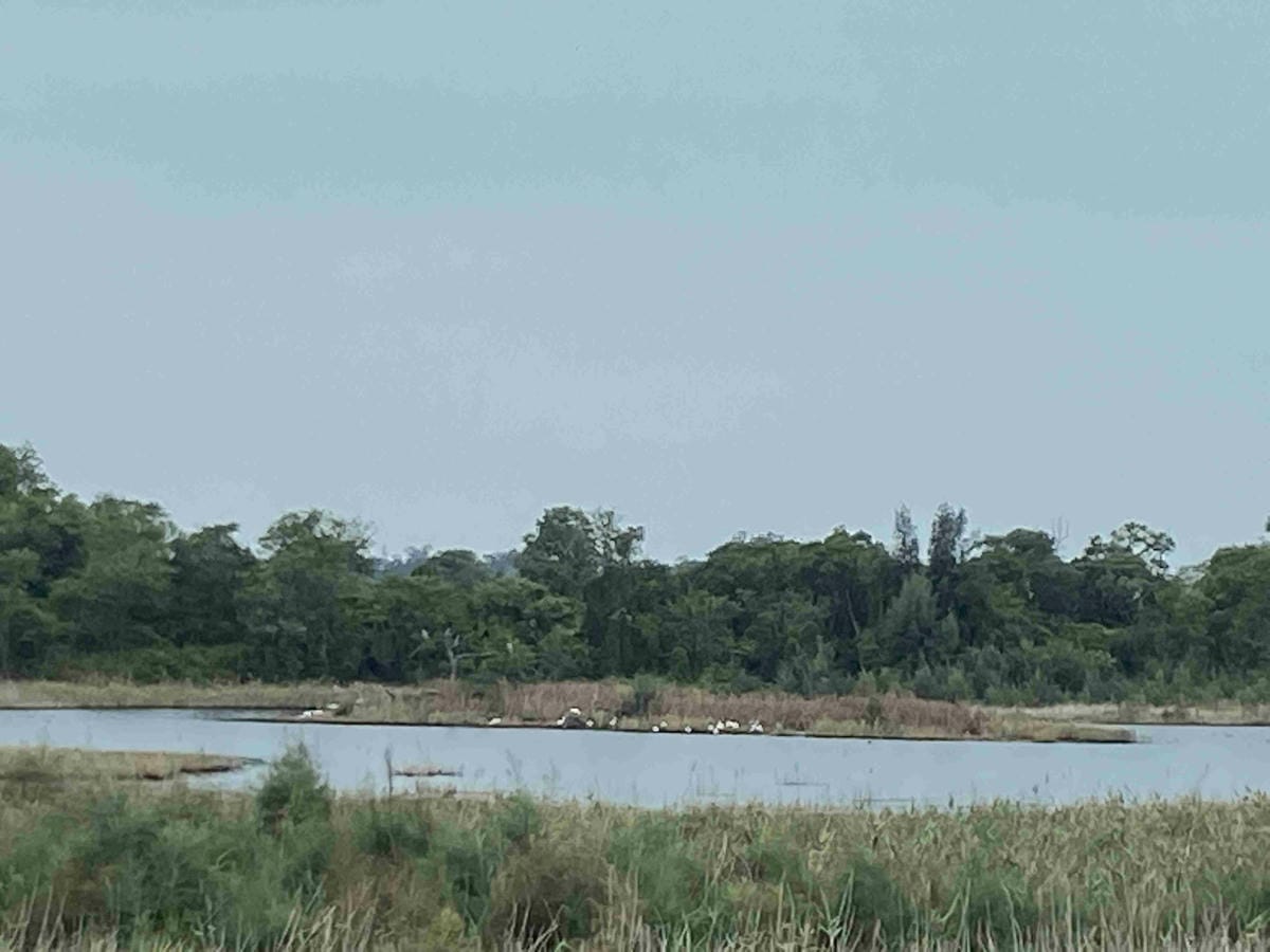 興高采烈嶼你相芋 (85).jpg 興高采烈嶼你相芋 (85).jpg