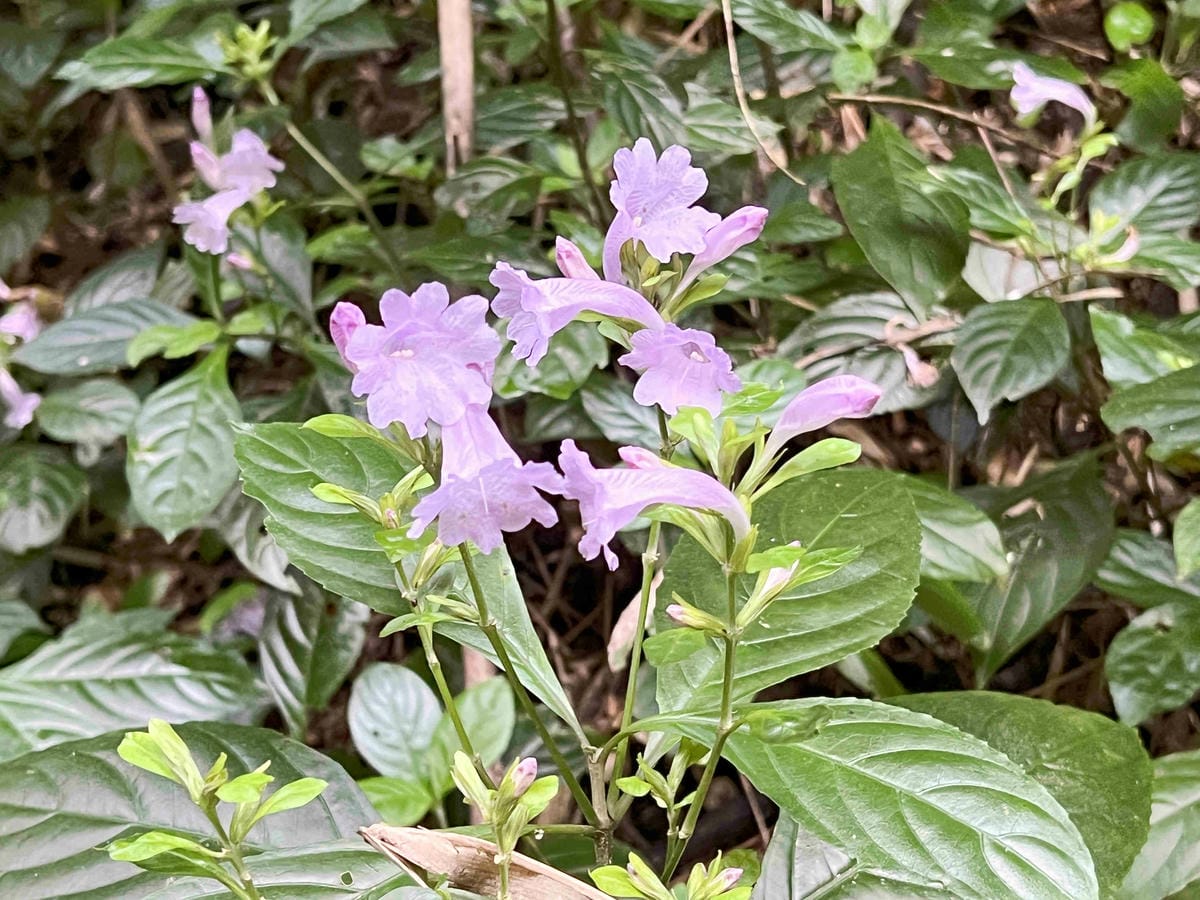 品位新北魅力農村平溪平碇 (92).jpg