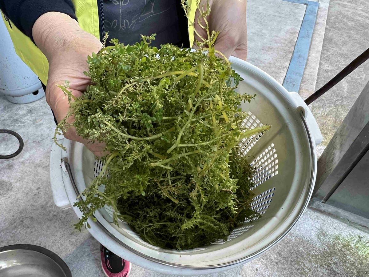 品位新北魅力農村平溪平碇 (111).jpg