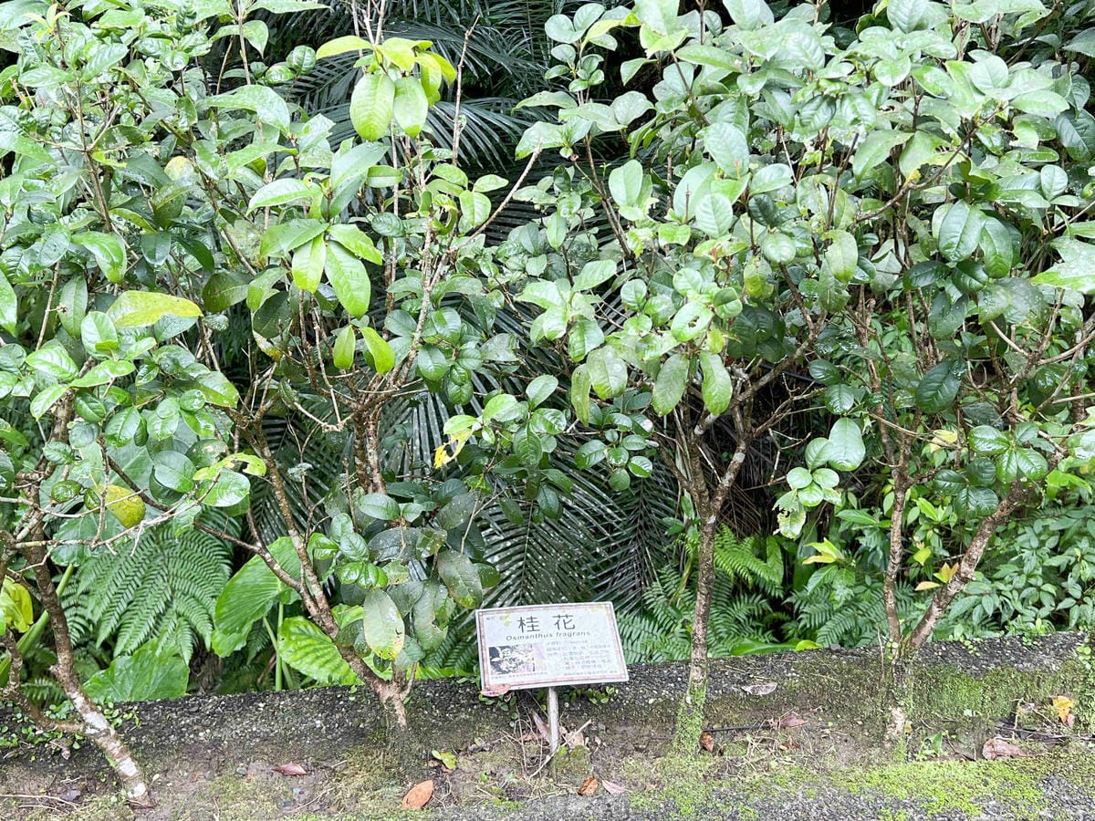 品位新北魅力農村平溪石碇 (29).jpg