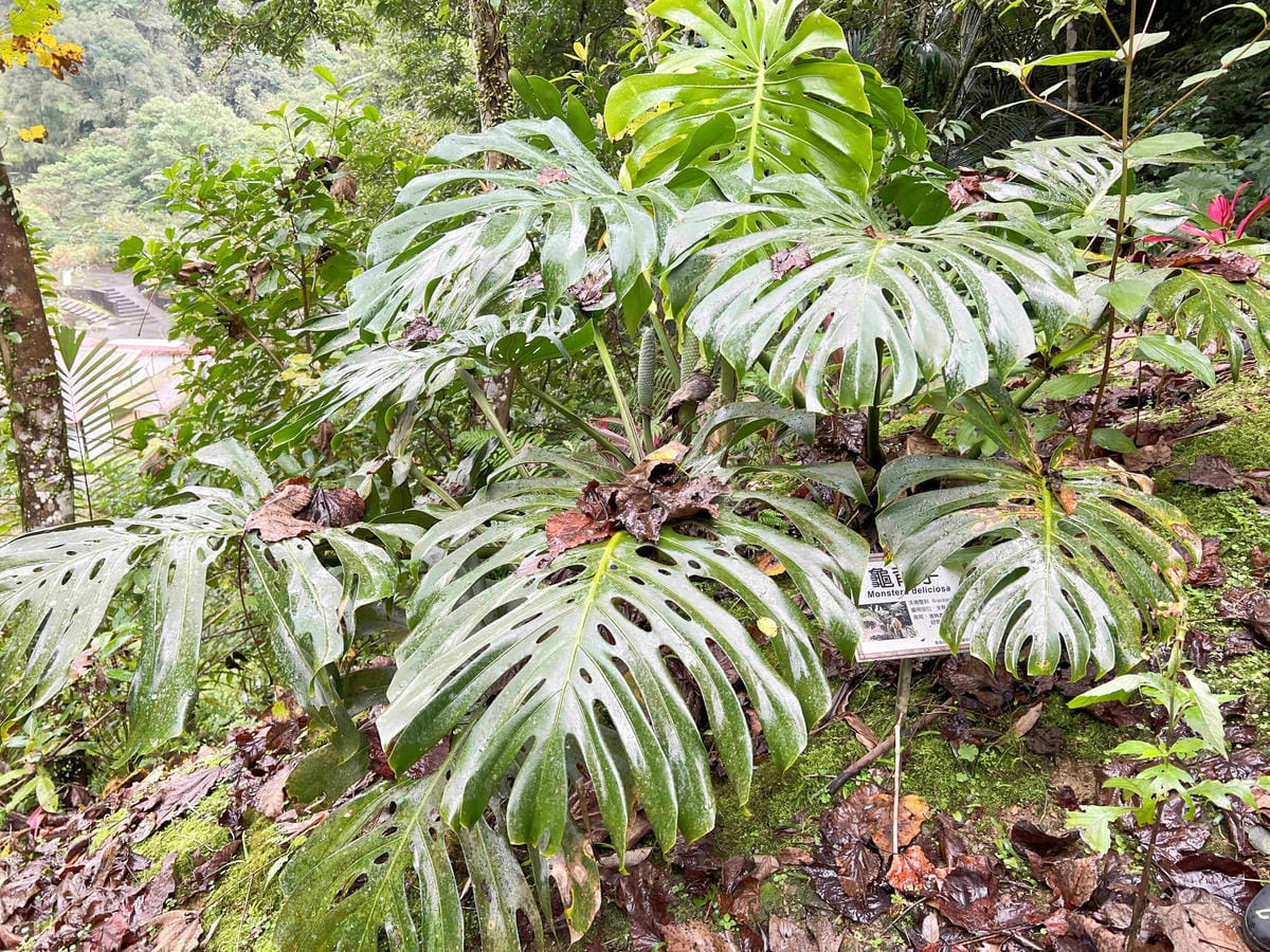 品位新北魅力農村平溪石碇 (34).jpg