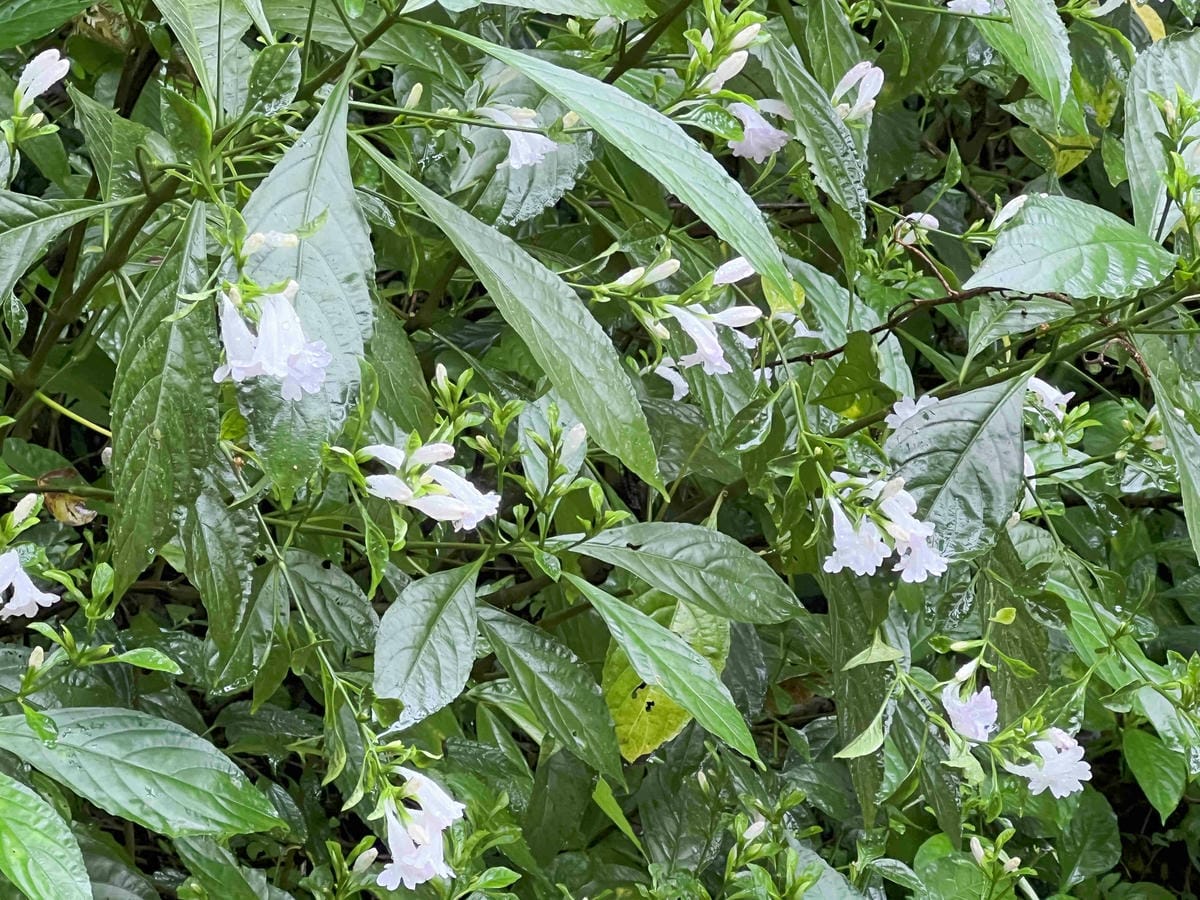 品位新北魅力農村平溪石碇 (32).jpg