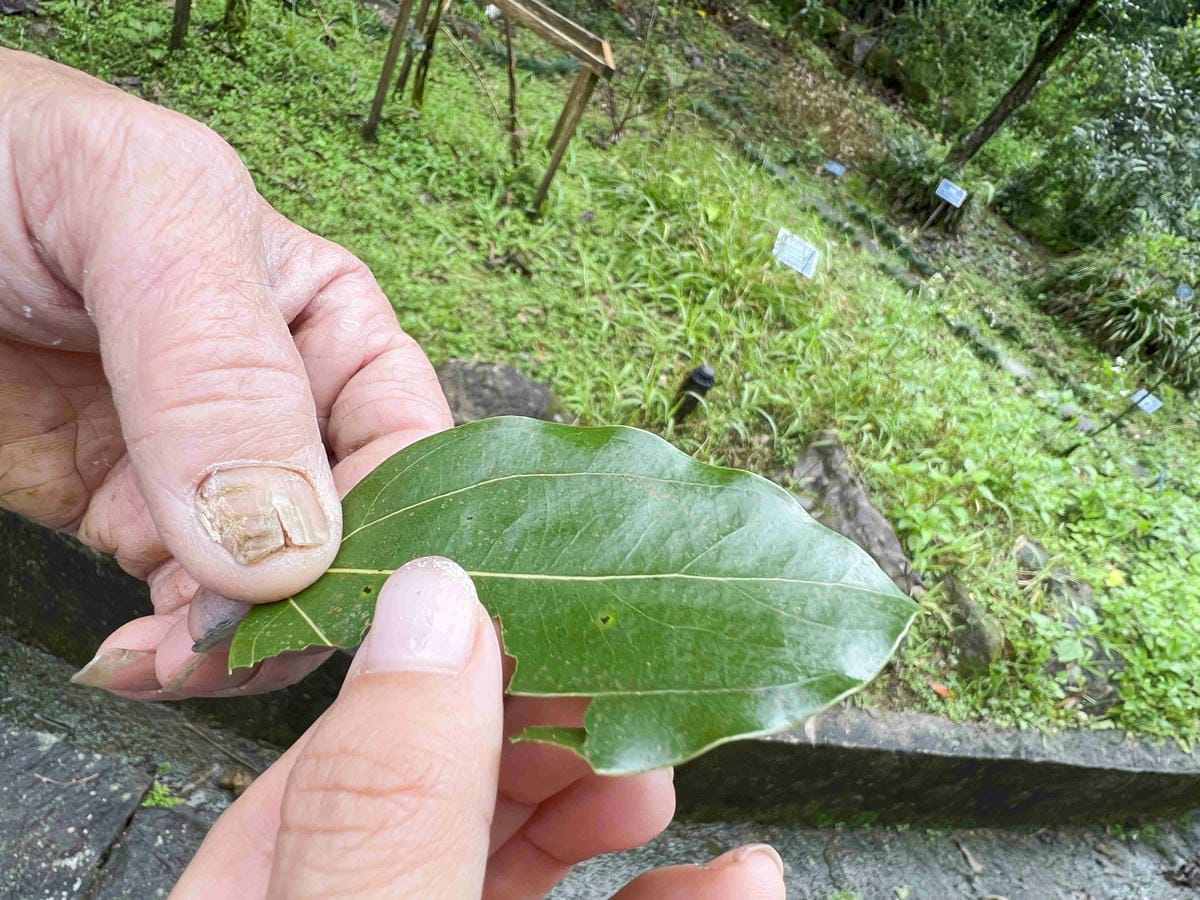品位新北魅力農村平溪石碇 (37).jpg