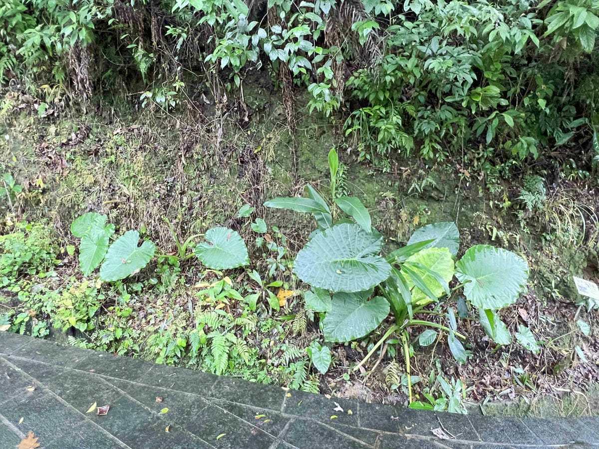 品位新北魅力農村平溪石碇 (24).jpg