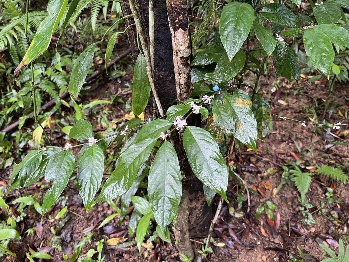 品位新北魅力農村平溪石碇 (5).jpg