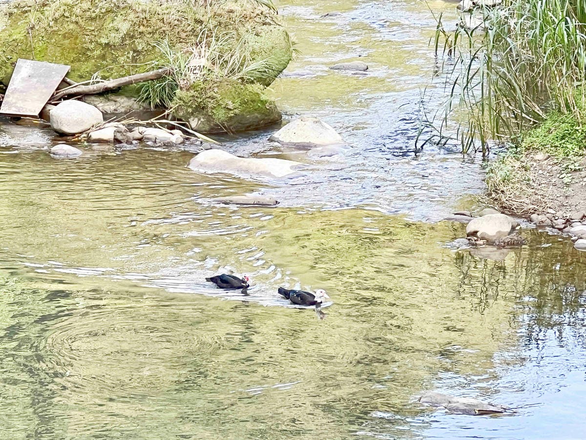 品位新北魅力農村平溪平碇 (149).jpg