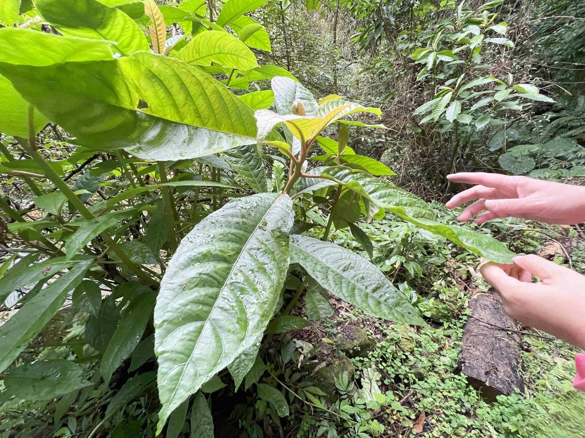 品位新北魅力農村平溪平碇 (86).jpg