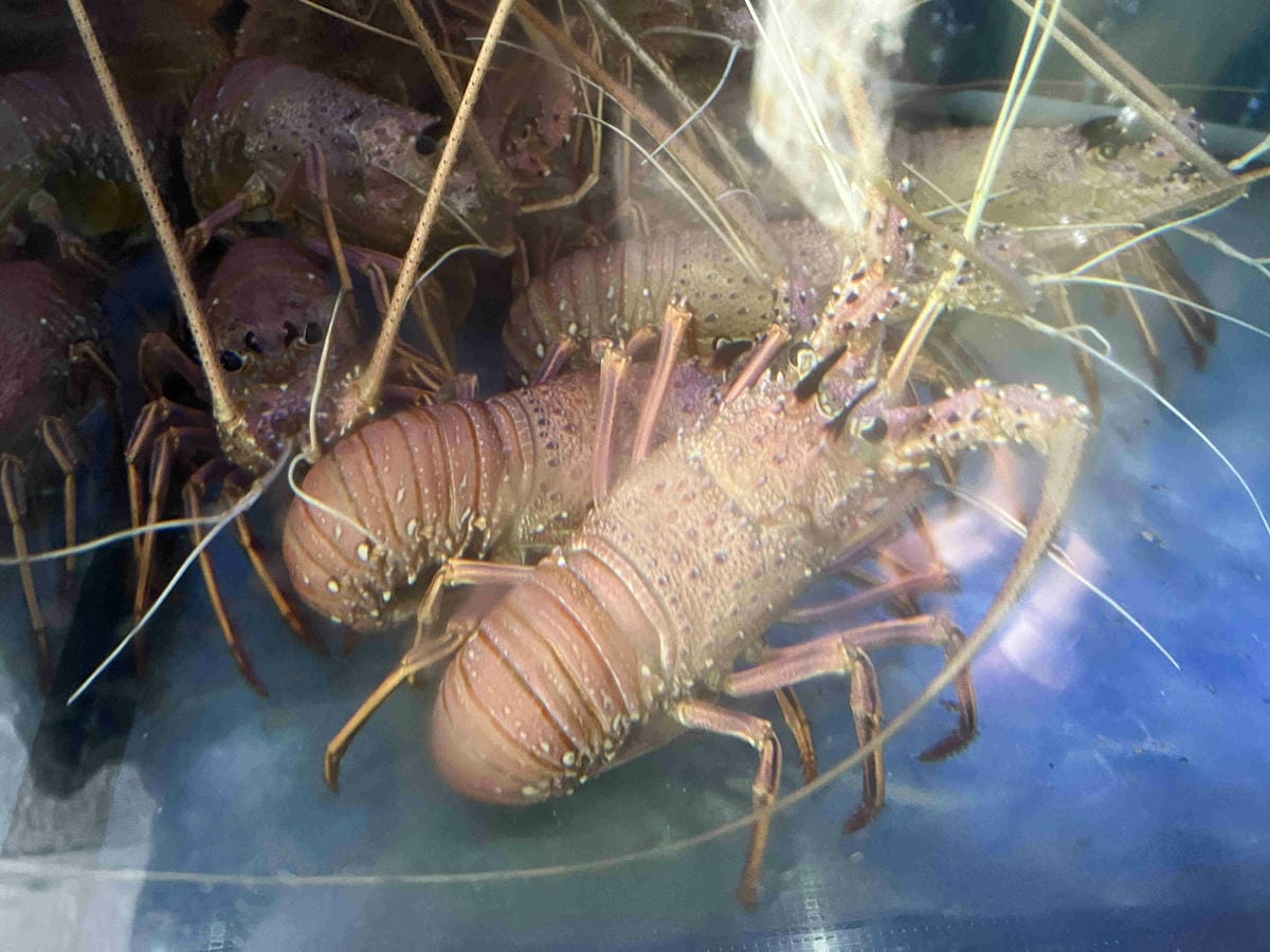 明水然無菜單鐵板燒-慶城店 (1).jpg 明水然無菜單鐵板燒-慶城店 (1).jpg