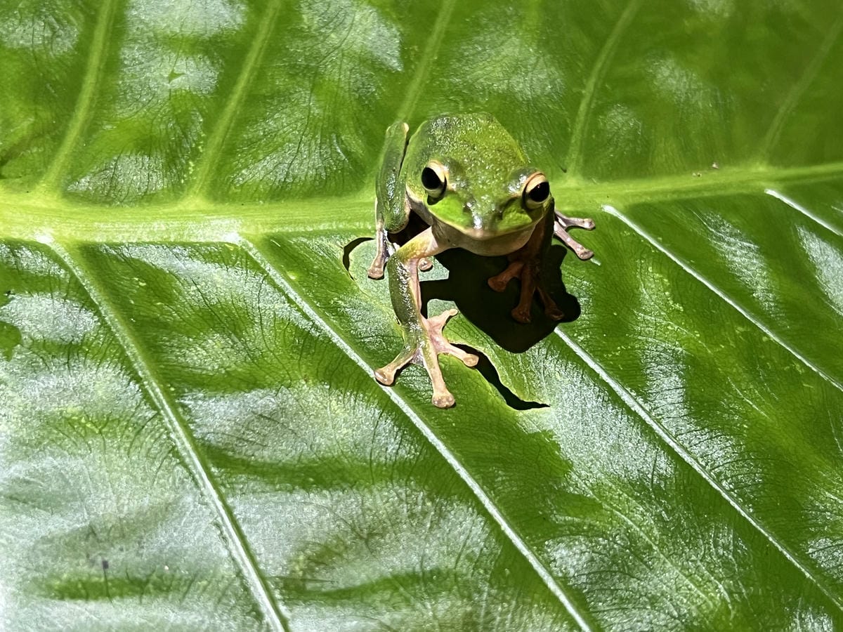 礁溪螢火蟲 (11).JPG 礁溪螢火蟲 (11).JPG