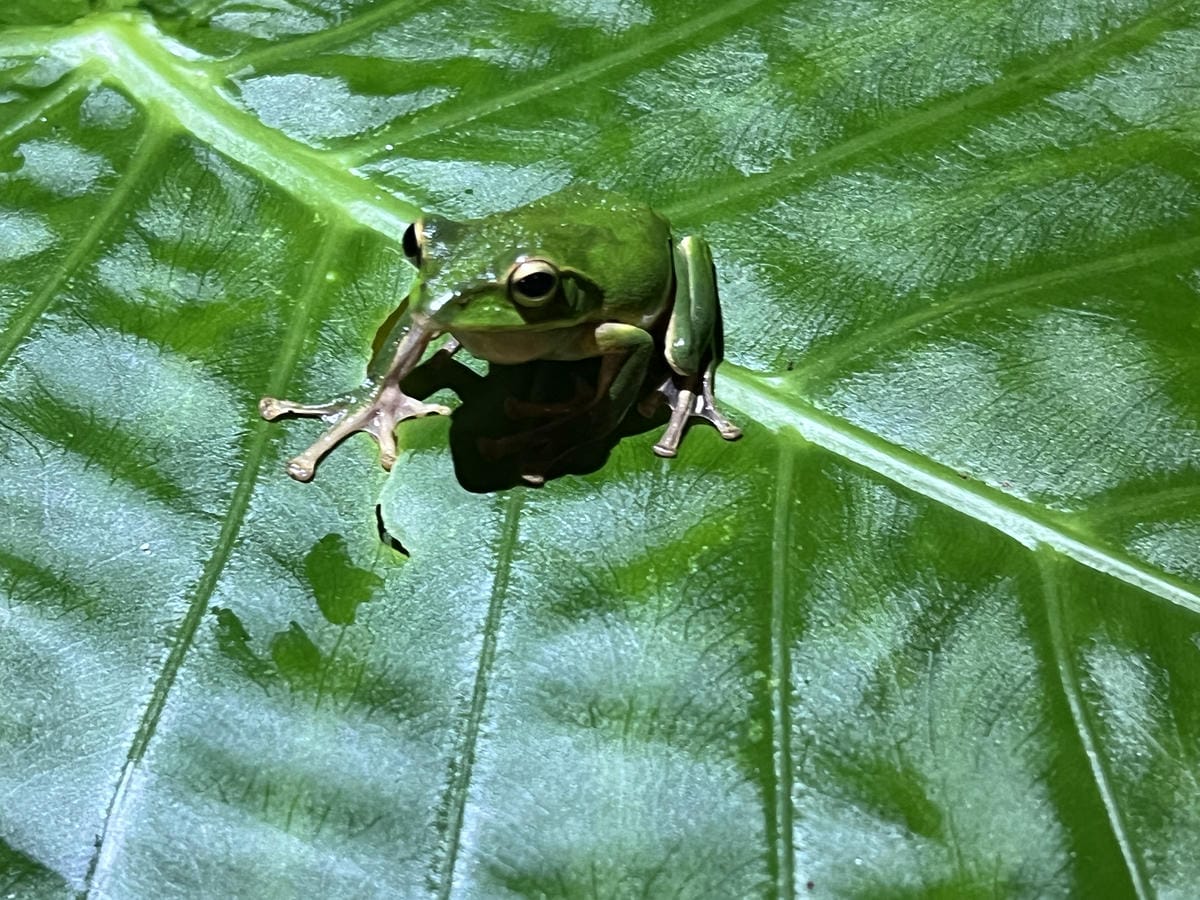 礁溪螢火蟲 (10).JPG 礁溪螢火蟲 (10).JPG