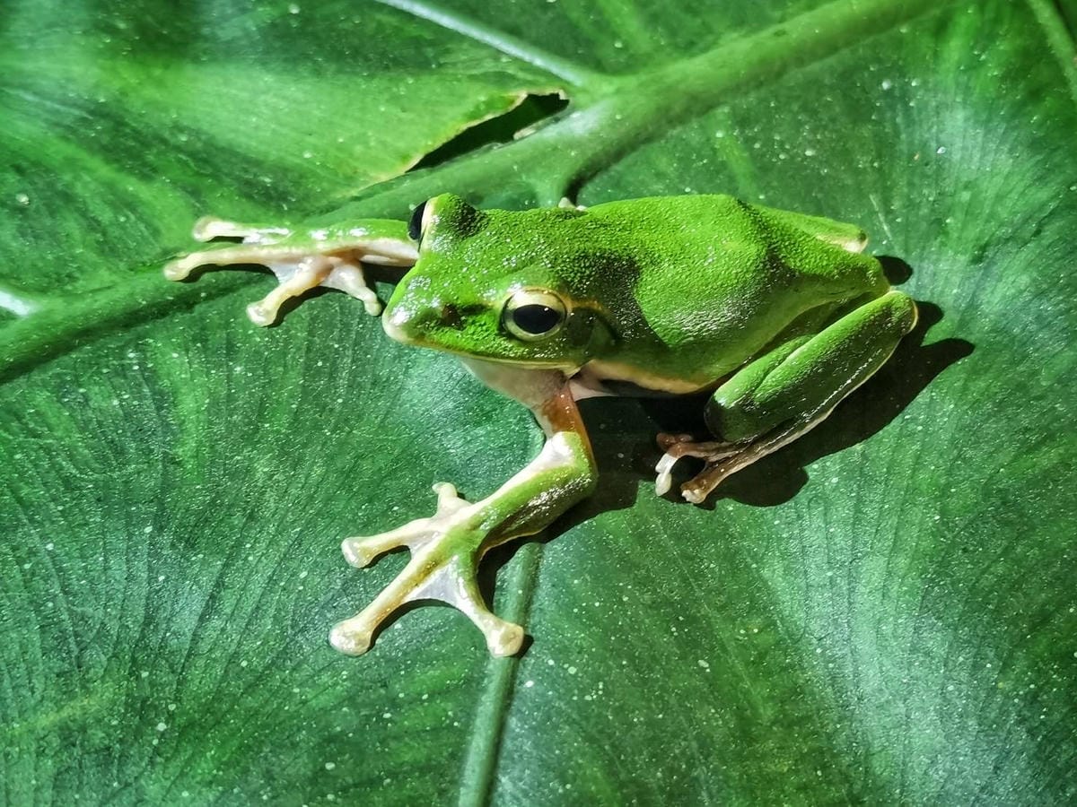 礁溪螢火蟲 (15).JPG 礁溪螢火蟲 (15).JPG
