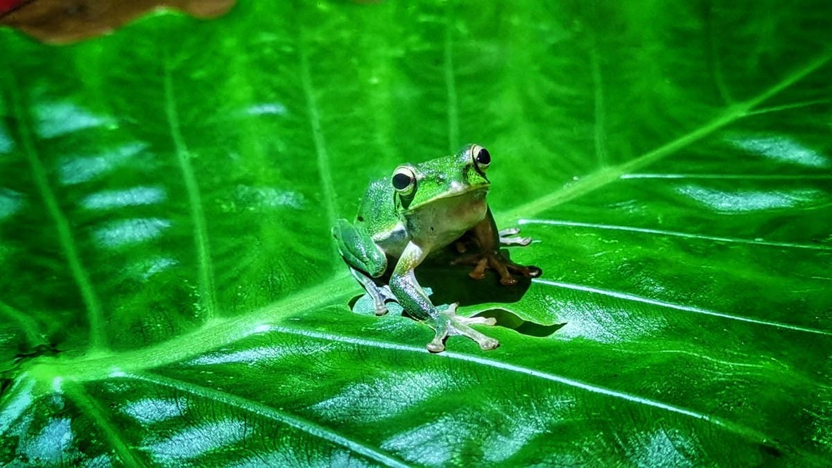 礁溪螢火蟲 (13).JPG 礁溪螢火蟲 (13).JPG