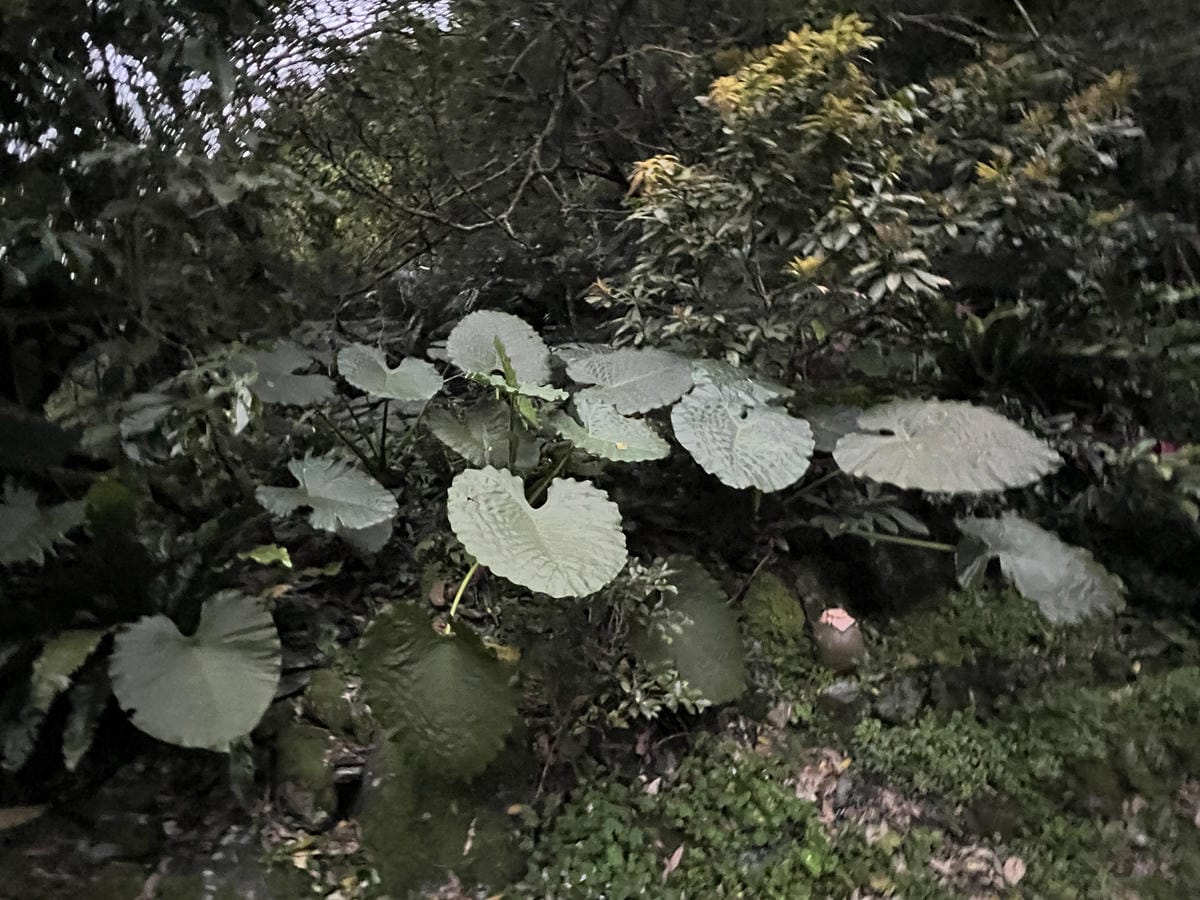 礁溪螢火蟲 (4).JPG 礁溪螢火蟲 (4).JPG