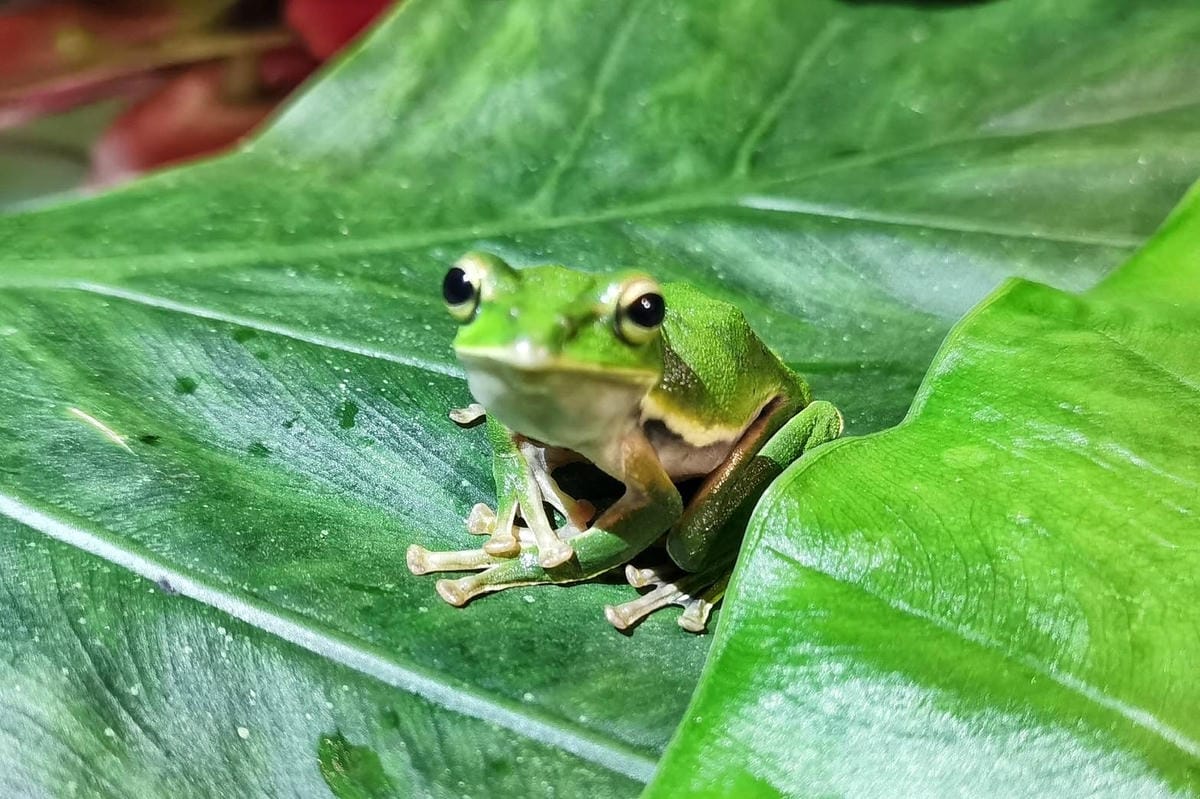 礁溪螢火蟲 (14).JPG 礁溪螢火蟲 (14).JPG