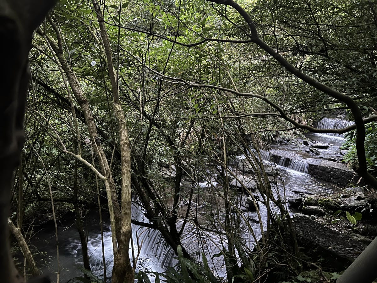 礁溪螢火蟲 (7).JPG 礁溪螢火蟲 (7).JPG