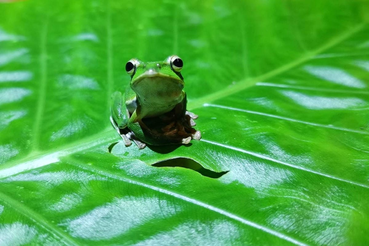 礁溪螢火蟲 (12).JPG 礁溪螢火蟲 (12).JPG
