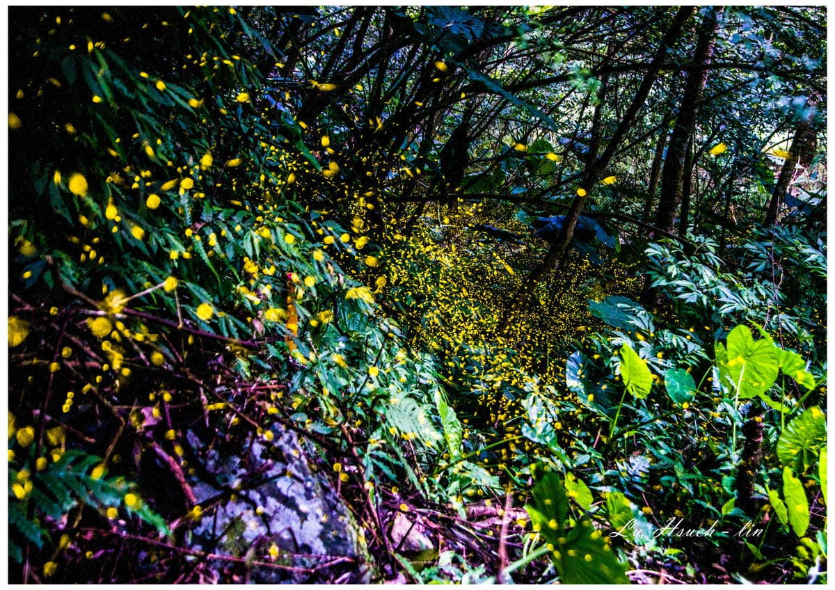 請標註照片由呂學麟老師提供-0420螢-0025.jpg 請標註照片由呂學麟老師提供-0420螢-0025.jpg