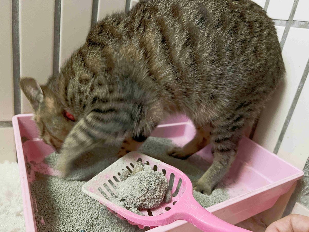 Gem‧淨天然無塵鈉基硅膠礦砂 (53).jpg Gem‧淨天然無塵鈉基硅膠礦砂 (53).jpg