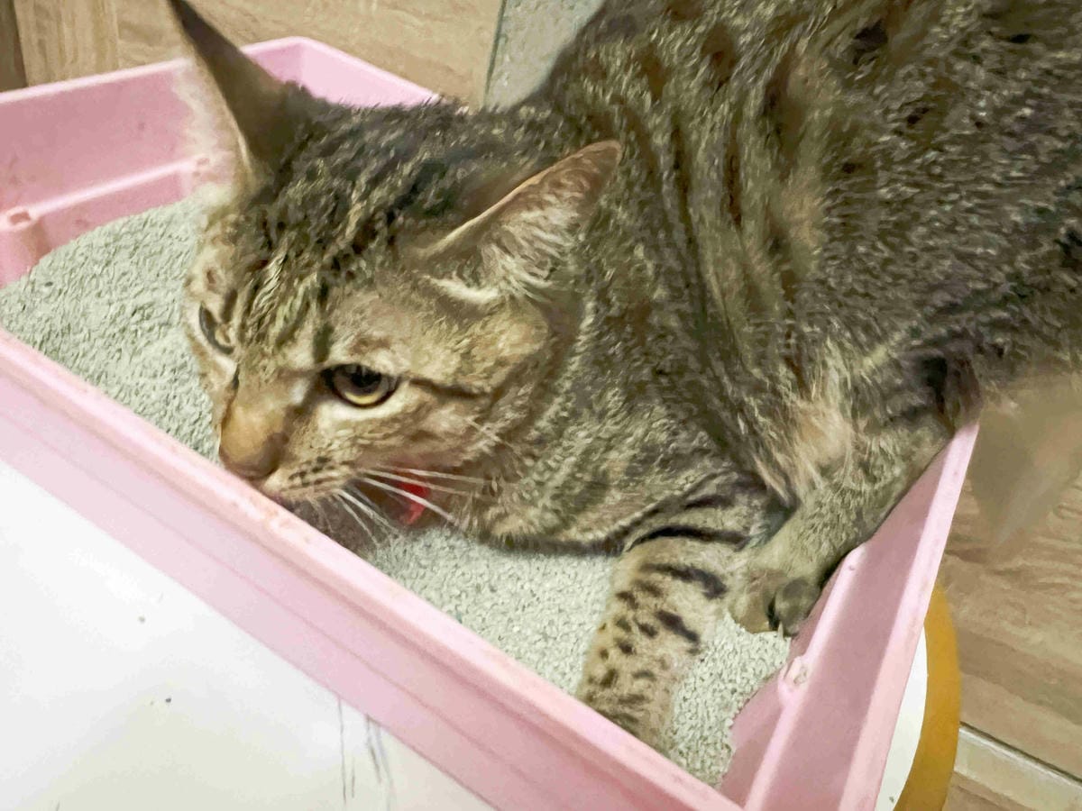 Gem‧淨天然無塵鈉基硅膠礦砂 (48).jpg Gem‧淨天然無塵鈉基硅膠礦砂 (48).jpg