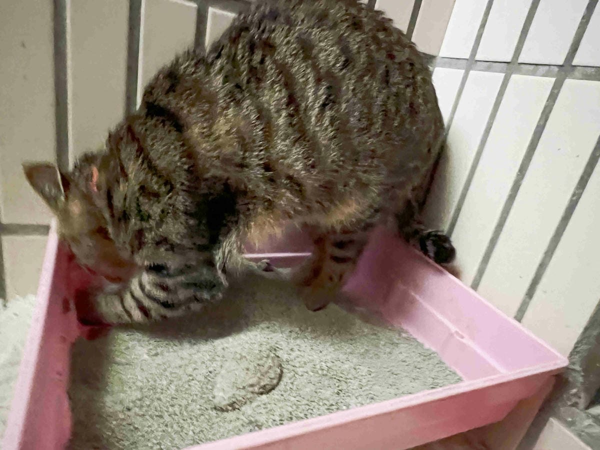 Gem‧淨天然無塵鈉基硅膠礦砂 (55).jpg Gem‧淨天然無塵鈉基硅膠礦砂 (55).jpg