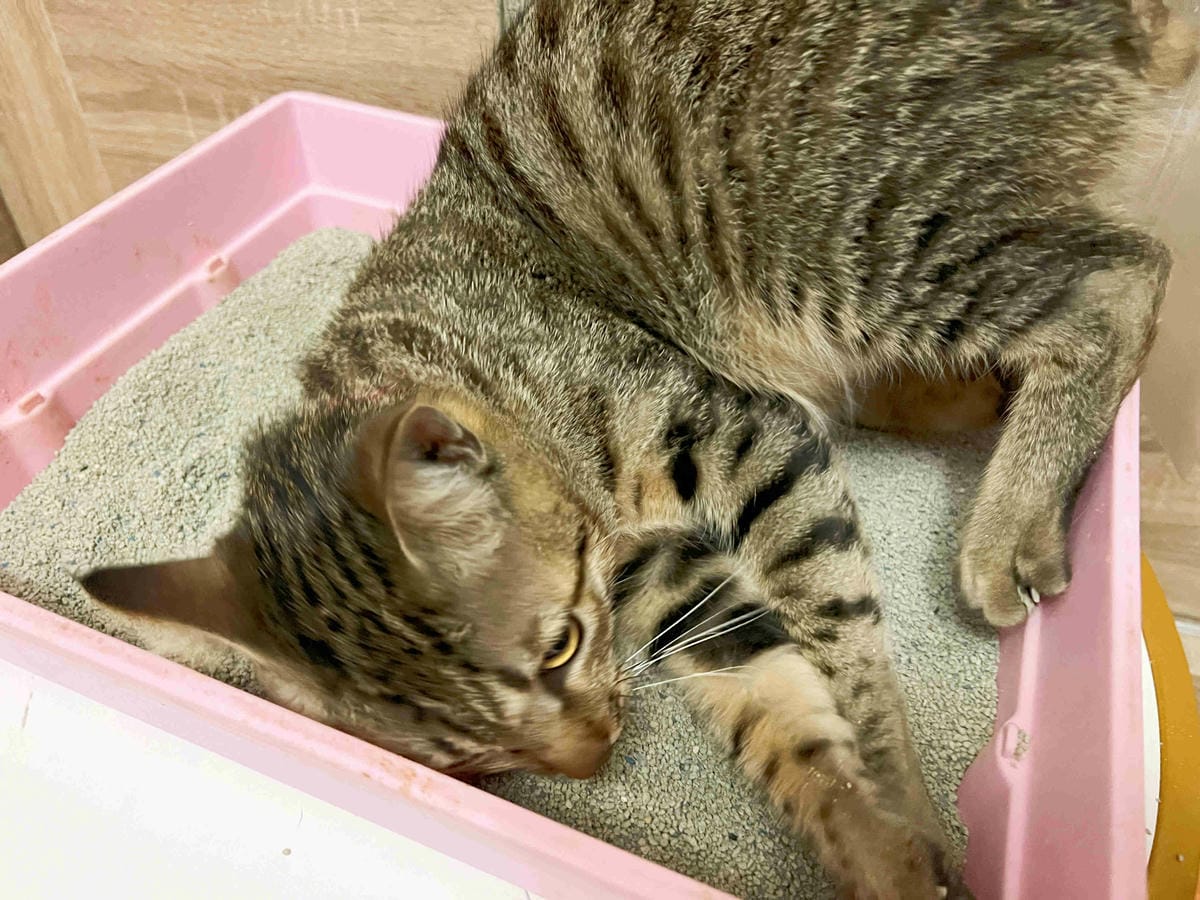 Gem‧淨天然無塵鈉基硅膠礦砂 (47).jpg Gem‧淨天然無塵鈉基硅膠礦砂 (47).jpg