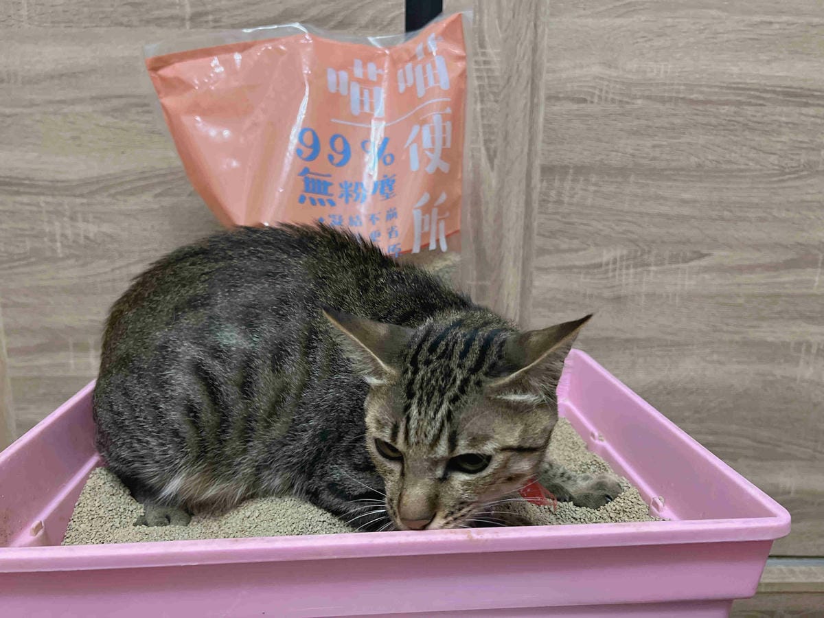 喵喵便所 (29).jpg 喵喵便所 (29).jpg