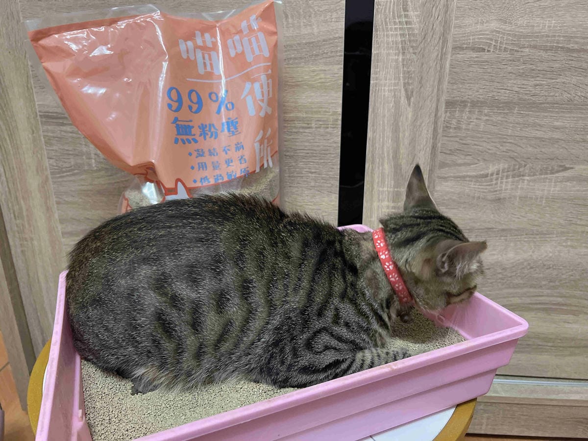 喵喵便所 (28).jpg 喵喵便所 (28).jpg