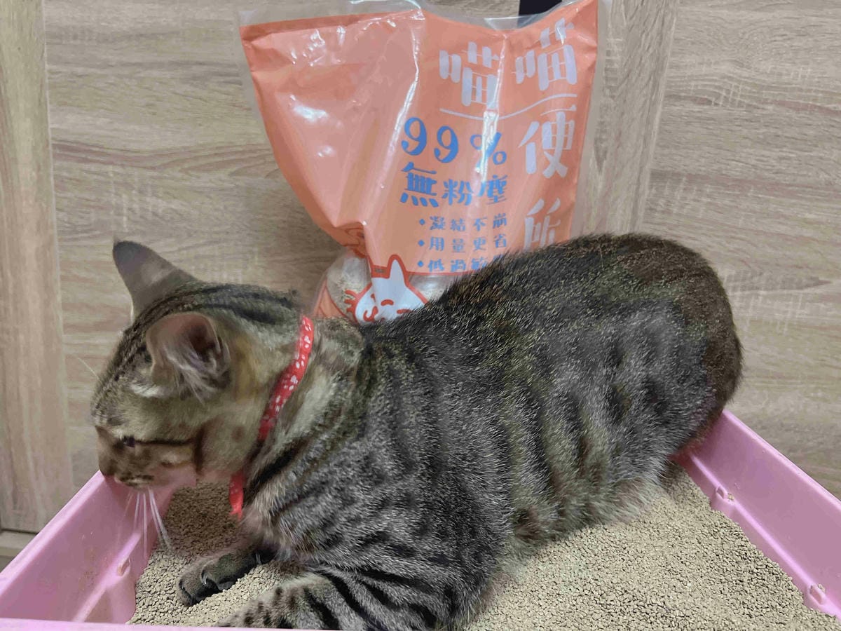 喵喵便所 (30).jpg 喵喵便所 (30).jpg