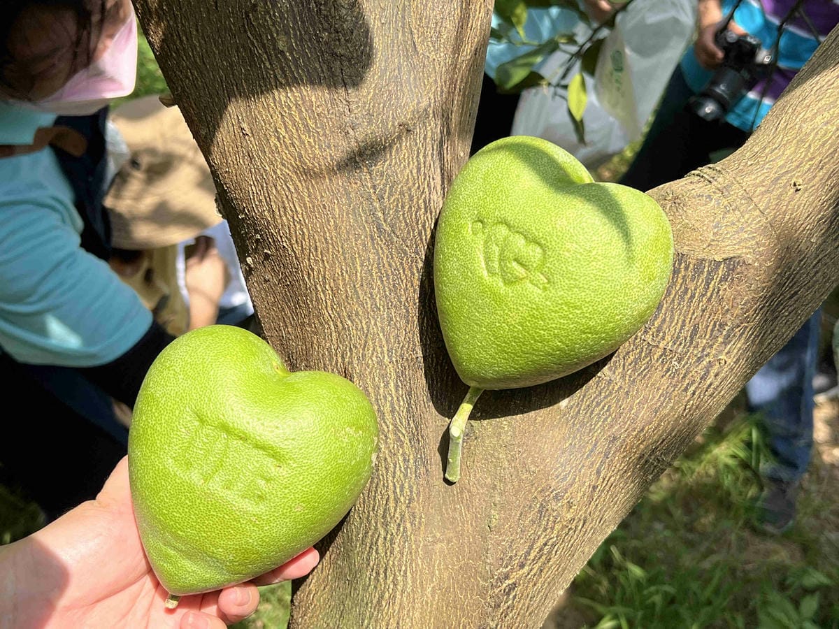 111年期間限定採文旦柚一日遊-柚見幸福 (26).jpg 111年期間限定採文旦柚一日遊-柚見幸福 (26).jpg