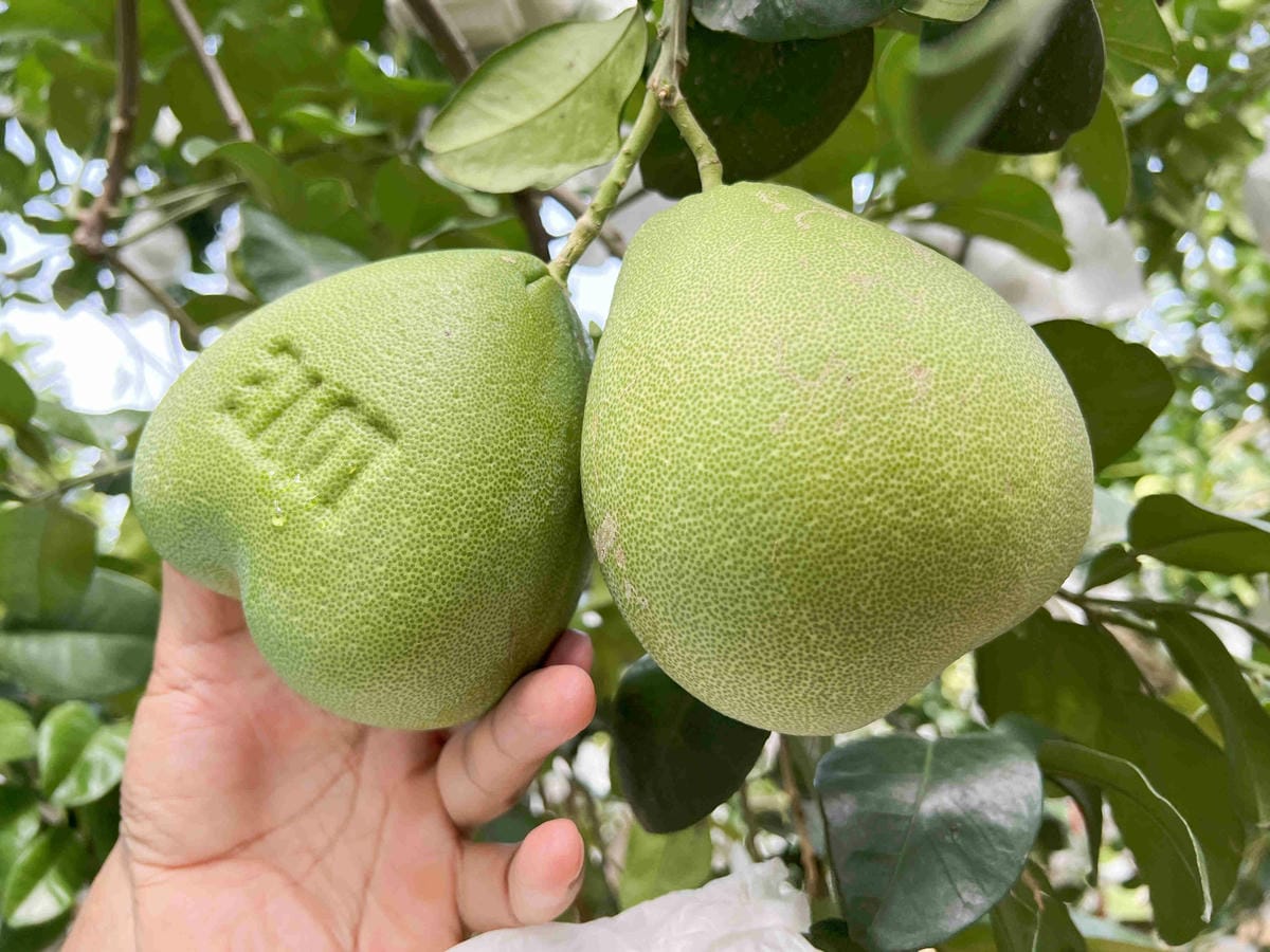 111年期間限定採文旦柚一日遊-柚見幸福 (24).jpg 111年期間限定採文旦柚一日遊-柚見幸福 (24).jpg