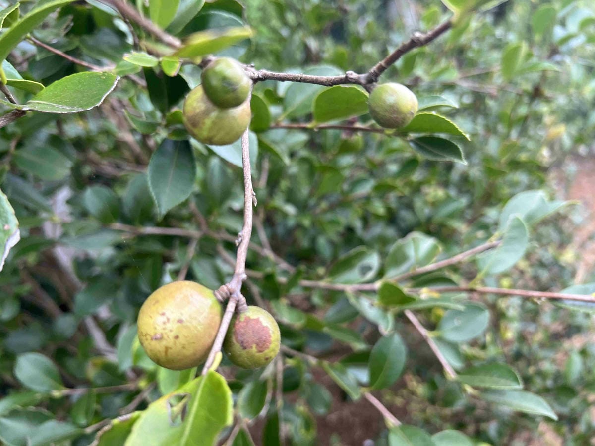 111年期間限定採文旦柚一日遊-柚見幸福 (92).jpg 111年期間限定採文旦柚一日遊-柚見幸福 (92).jpg