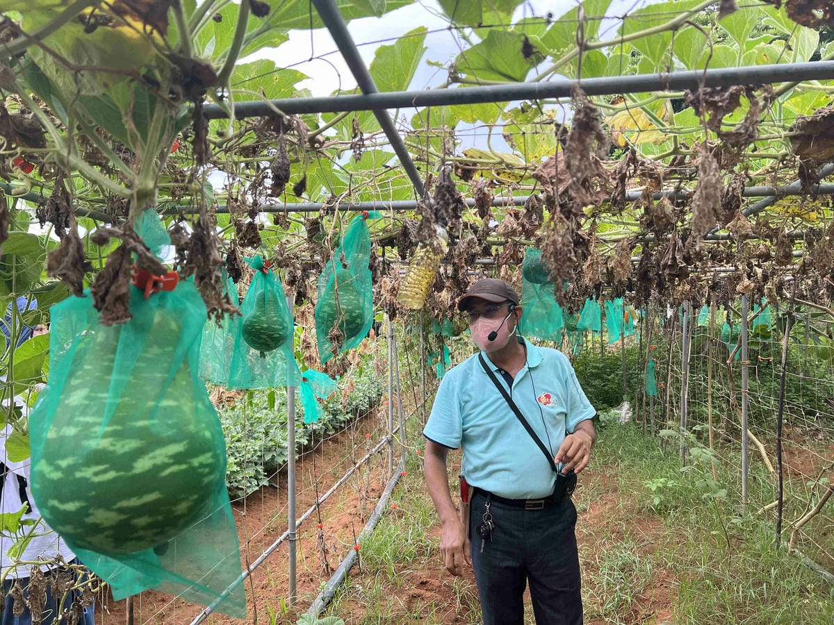 111年期間限定採文旦柚一日遊-柚見幸福 (93).jpg 111年期間限定採文旦柚一日遊-柚見幸福 (93).jpg