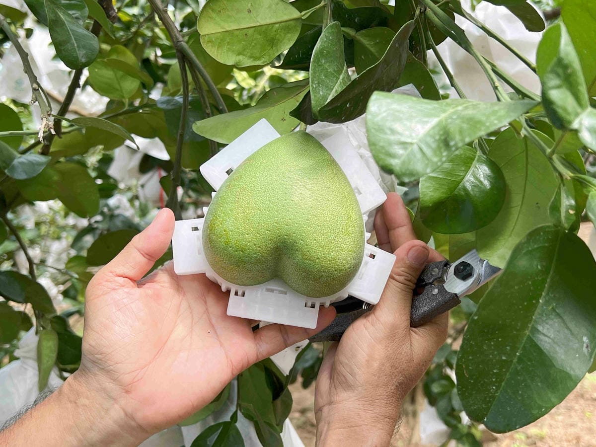 111年期間限定採文旦柚一日遊-柚見幸福 (23).jpg 111年期間限定採文旦柚一日遊-柚見幸福 (23).jpg