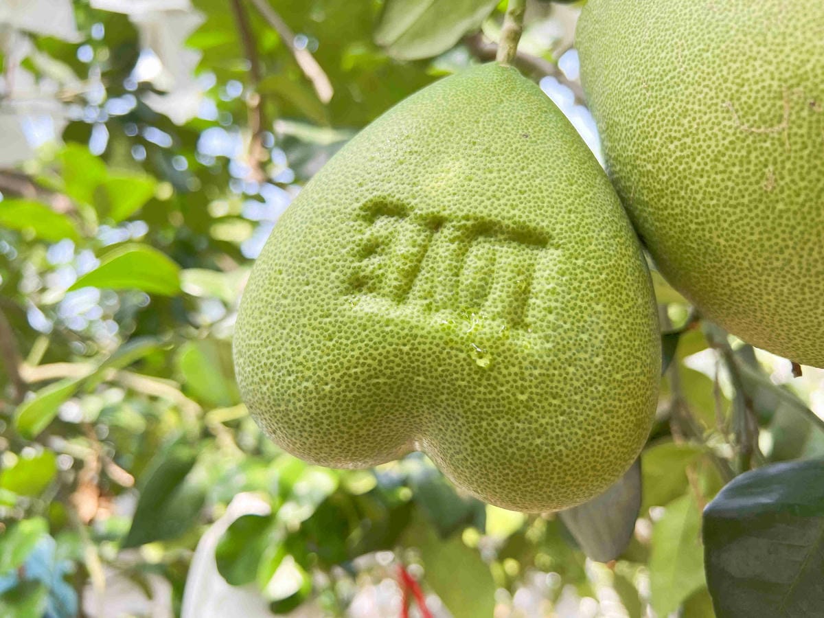 111年期間限定採文旦柚一日遊-柚見幸福 (25).jpg 111年期間限定採文旦柚一日遊-柚見幸福 (25).jpg