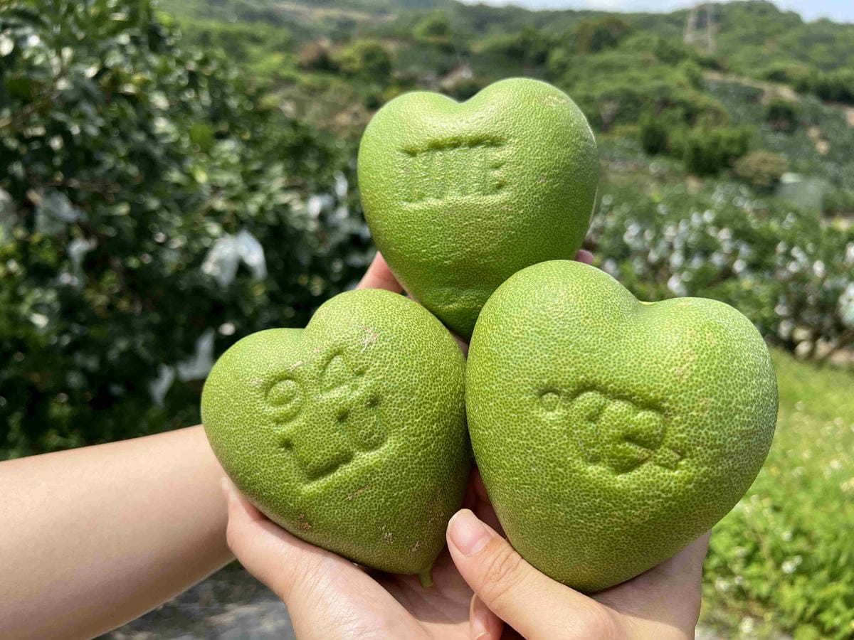 111年期間限定採文旦柚一日遊-柚見幸福 (31).jpg 111年期間限定採文旦柚一日遊-柚見幸福 (31).jpg