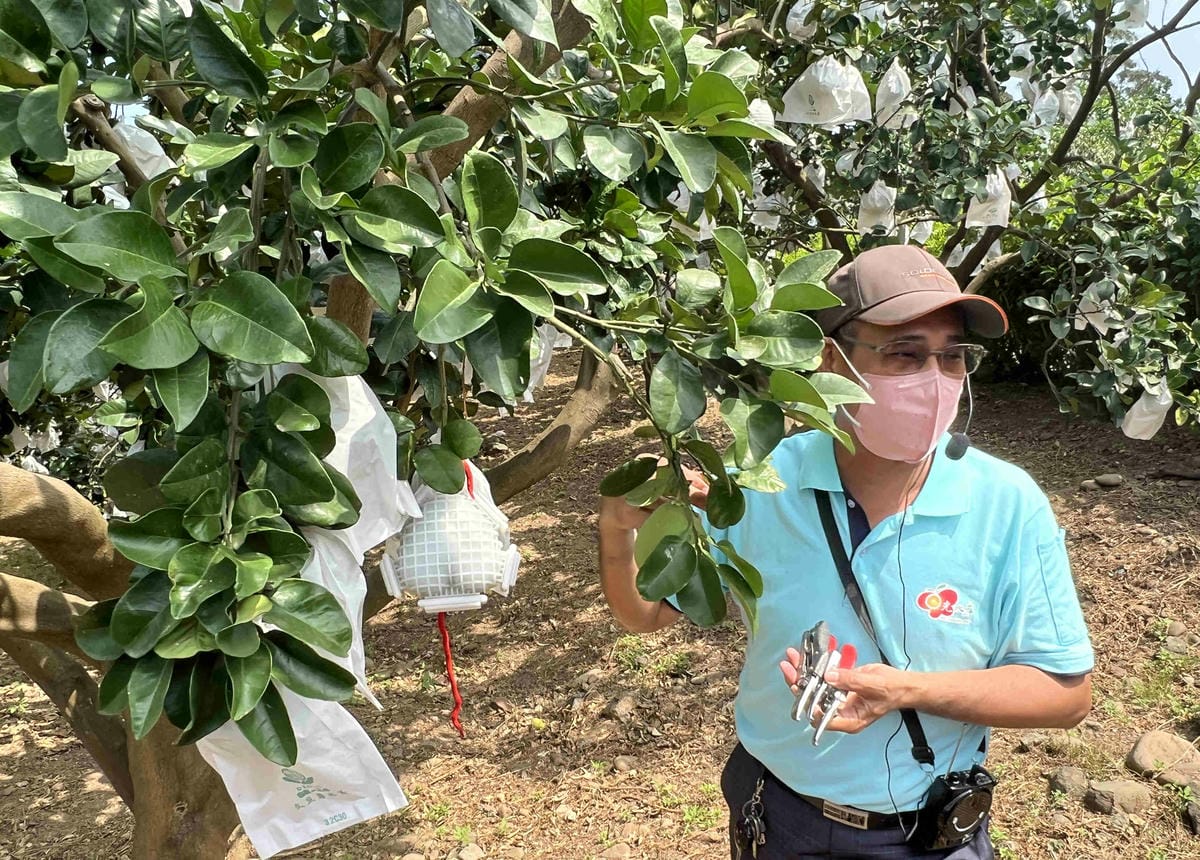 111年期間限定採文旦柚一日遊-柚見幸福 (22).jpg 111年期間限定採文旦柚一日遊-柚見幸福 (22).jpg