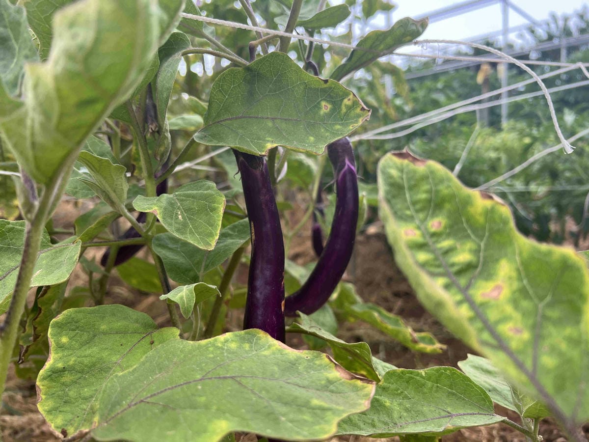 111年期間限定採文旦柚一日遊-柚見幸福 (91).jpg 111年期間限定採文旦柚一日遊-柚見幸福 (91).jpg